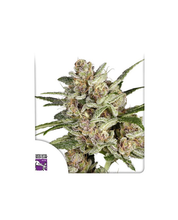 Super Mad Sky Floater | Dutch Passion Super Mad Sky Floater | Dutch Passion