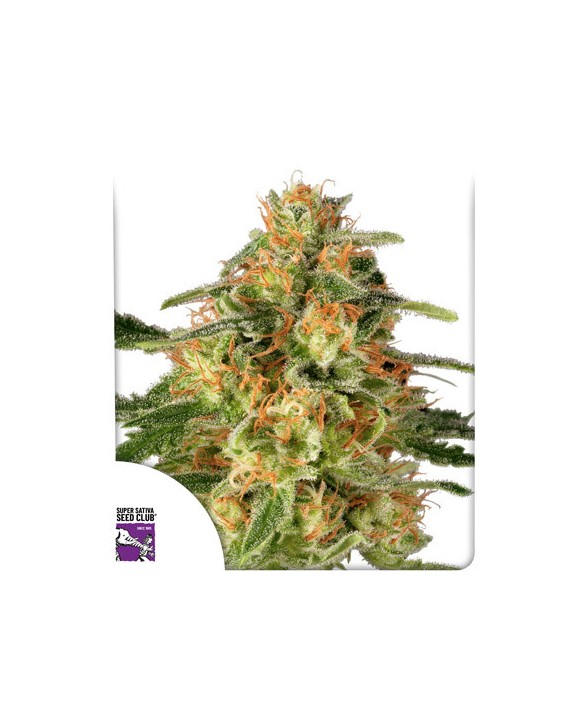 TnT Trichome | Dutch Passion TnT Trichome | Dutch Passion