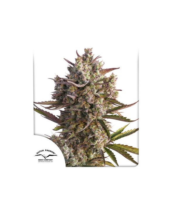 Auto Blueberry | Dutch Passion Auto Blueberry | Dutch Passion