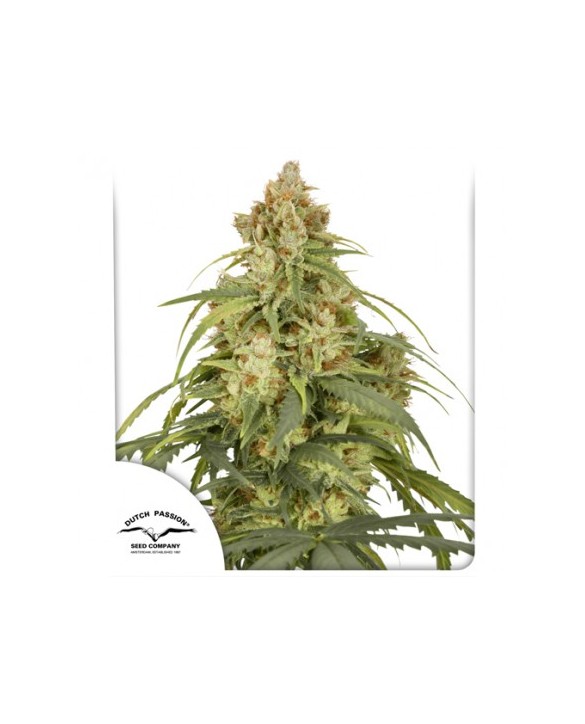 Auto CBD-Victory | Dutch Passion Auto CBD-Victory | Dutch Passion