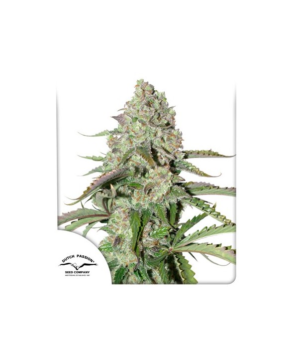 Auto Colorado Cookies | Dutch Passion