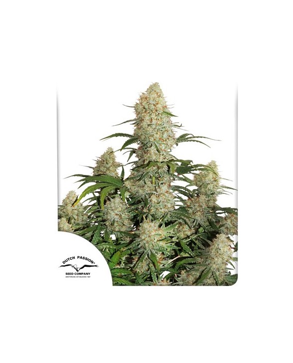 Auto Critical Orange Punch | Dutch Passion Auto Critical Orange Punch | Dutch Passion