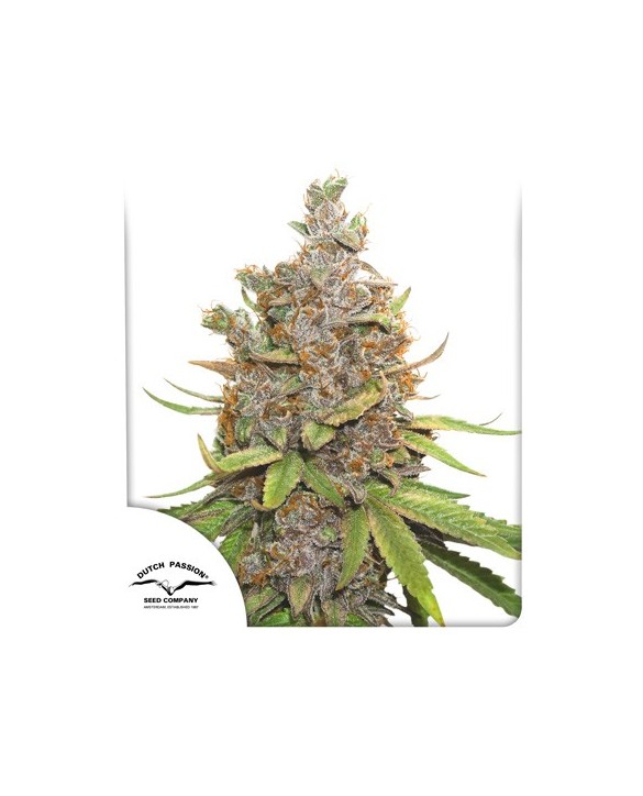 Auto Glueberry O.G. | Dutch Passion Auto Glueberry O.G. | Dutch Passion