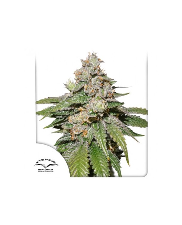 Auto Mokum's Tulip | Dutch Passion Auto Mokum's Tulip | Dutch Passion