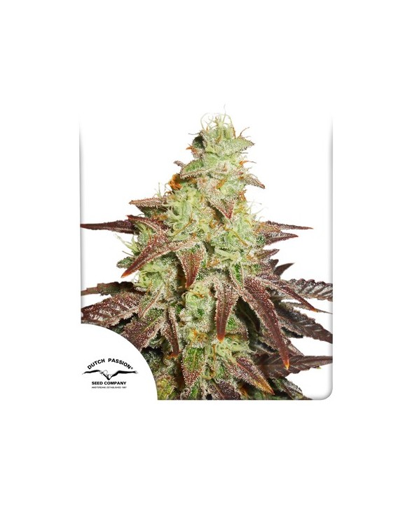 Auto Night Queen | Dutch Passion