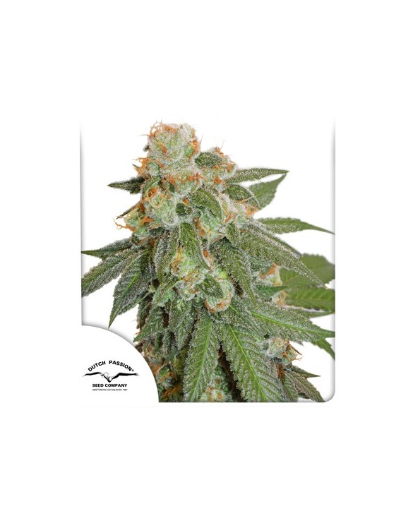 Auto Orange Bud | Dutch Passion Auto Orange Bud | Dutch Passion