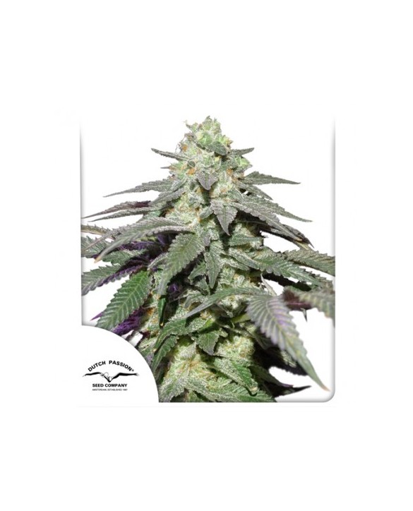 Auto Skywalker Haze | Dutch Passion Auto Skywalker Haze | Dutch Passion