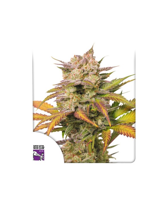 Auto Sweet Bourbon Kush | Dutch Passion Auto Sweet Bourbon Kush | Dutch Passion