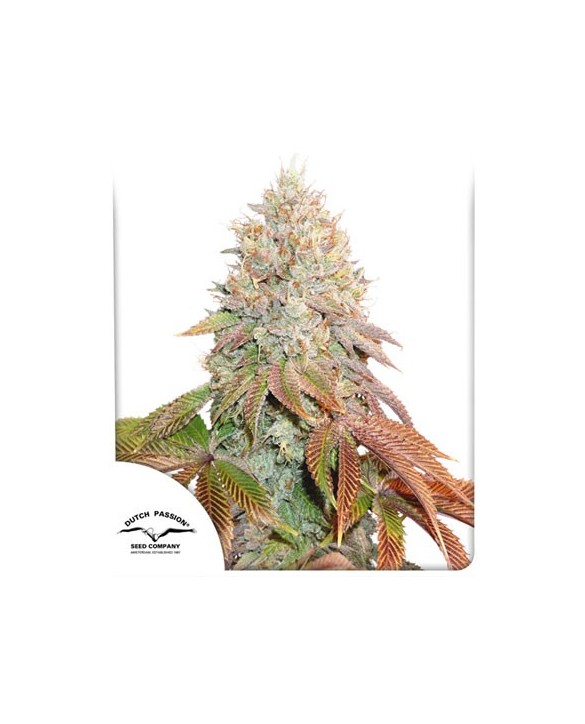 Auto Banana Blaze | Dutch Passion