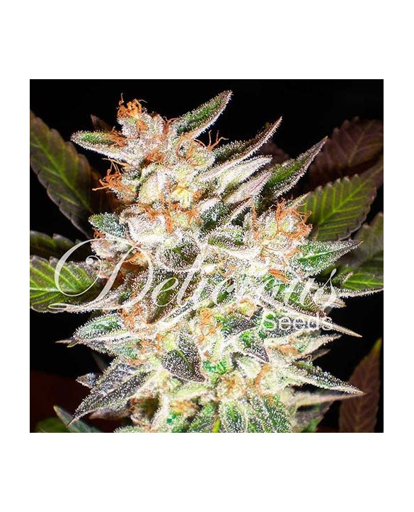 Delicious Candy Auto | Delicious Seeds Delicious Candy Auto | Delicious Seeds
