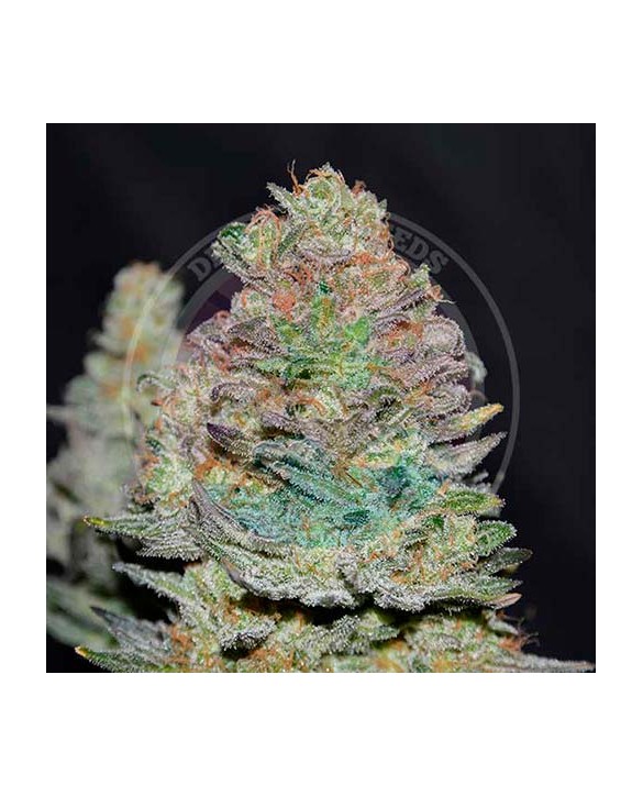 Delicious Cookies Auto | Delicious Seeds Delicious Cookies Auto | Delicious Seeds