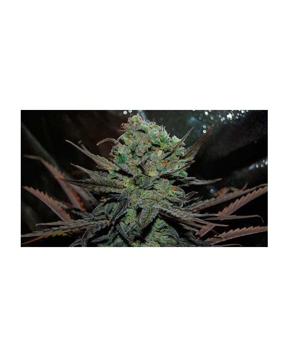 Eleven Roses Auto | Delicious Seeds Eleven Roses Auto | Delicious Seeds