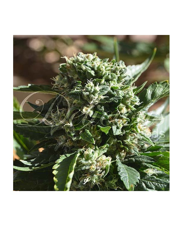 Il Diavolo Auto | Delicious Seeds Il Diavolo Auto | Delicious Seeds