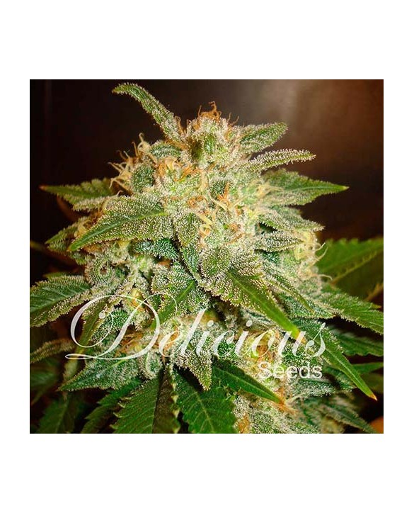 La Bella Afrodita Auto | Delicious Seeds La Bella Afrodita Auto | Delicious Seeds