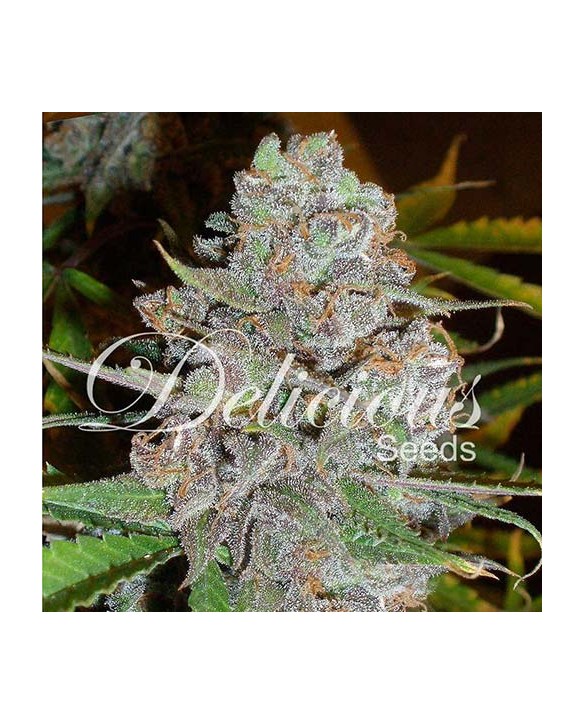 La Diva Auto | Delicious Seeds La Diva Auto | Delicious Seeds