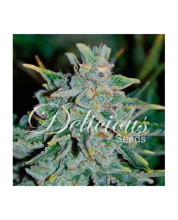 Northern Light Blue Auto | Delicious Seeds Northern Light Blue Auto | Delicious Seeds