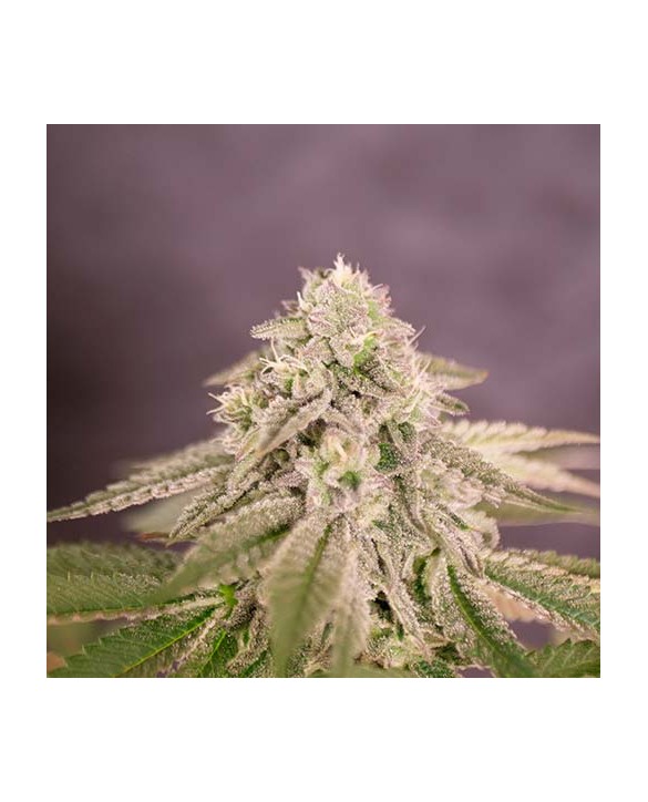 Bay Burger | Delicious Seeds Bay Burger | Delicious Seeds