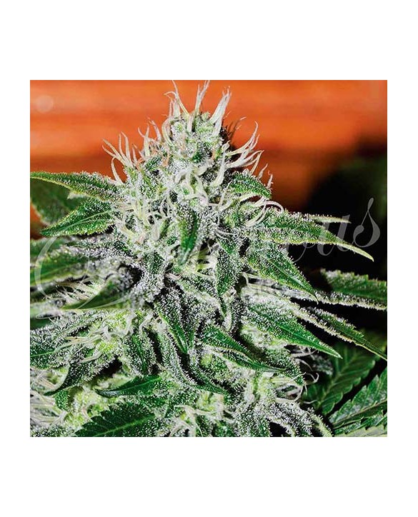 Critical Jack Herer | Delicious Seeds Critical Jack Herer | Delicious Seeds