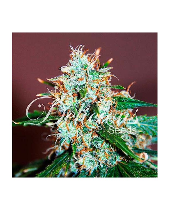 Critical Neville Haze 2.0 | Delicious Seeds Critical Neville Haze 2.0 | Delicious Seeds