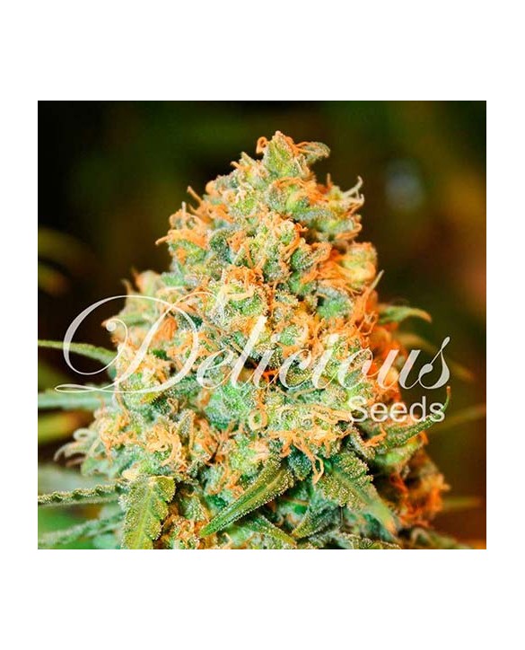 Critical Super Silver Haze | Delicious Seeds Critical Super Silver Haze | Delicious Seeds