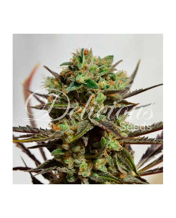 Delicious Candy | Delicious Seeds Delicious Candy | Delicious Seeds