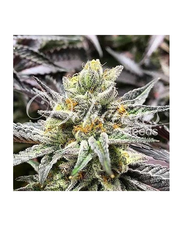 Delicious Cookies | Delicious Seeds Delicious Cookies | Delicious Seeds