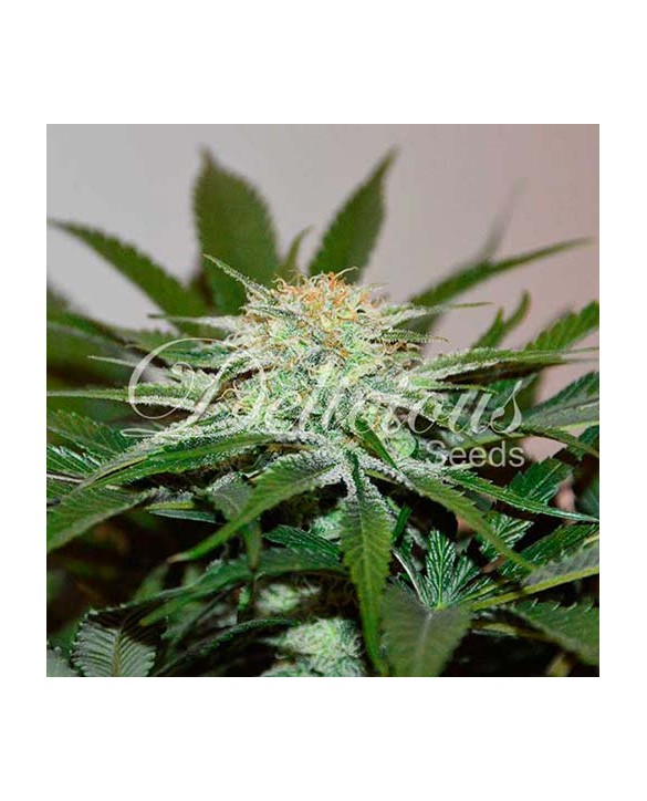 Desojack | Delicious Seeds Desojack | Delicious Seeds