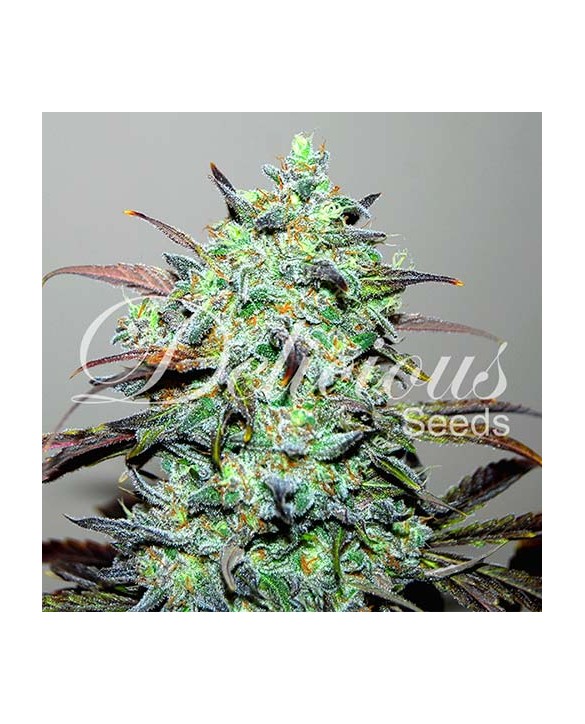 Eleven Roses | Delicious Seeds Eleven Roses | Delicious Seeds