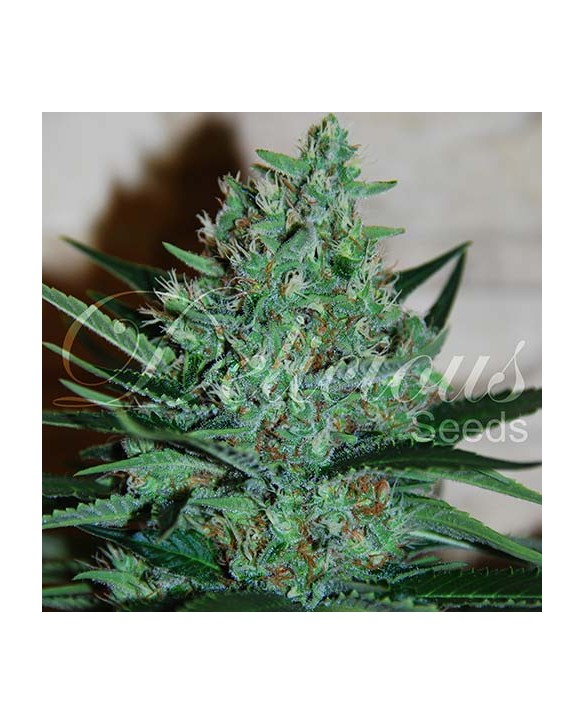 Fruity Chronic Juice | Delicious Seeds Fruity Chronic Juice | Delicious Seeds