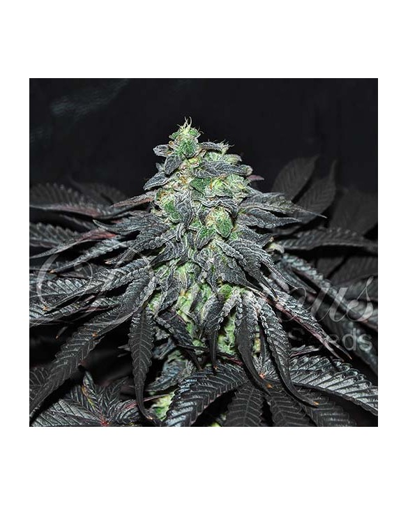 Golosa | Delicious Seeds Golosa | Delicious Seeds