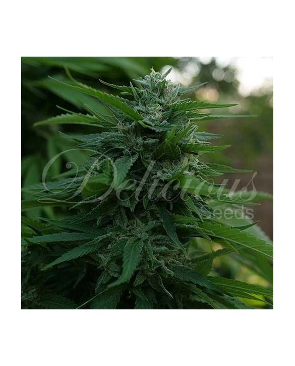 Lord Kush | Delicious Seeds Lord Kush | Delicious Seeds