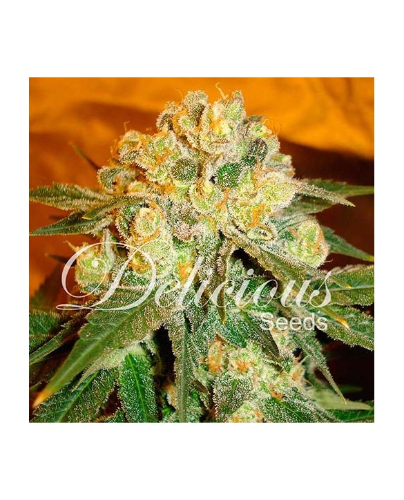 Marmalate | Delicious Seeds Marmalate | Delicious Seeds