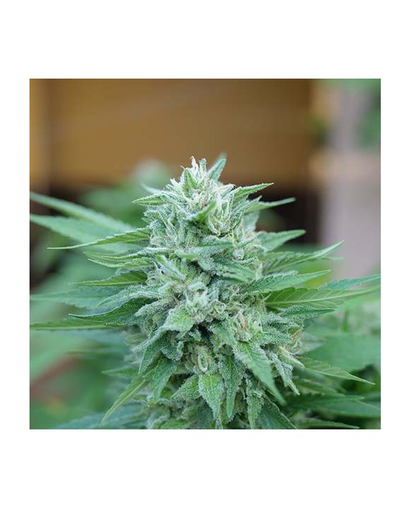 Moby Delicious | Delicious Seeds Moby Delicious | Delicious Seeds