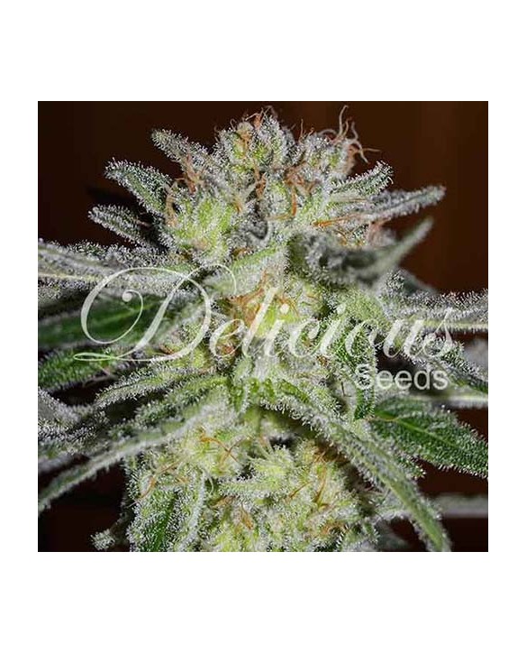 Northern Light Blue | Delicious Seeds Northern Light Blue | Delicious Seeds
