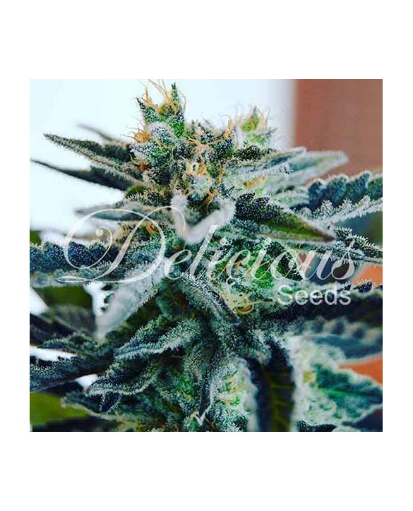 Sugar Black Rose | Delicious Seeds Sugar Black Rose | Delicious Seeds