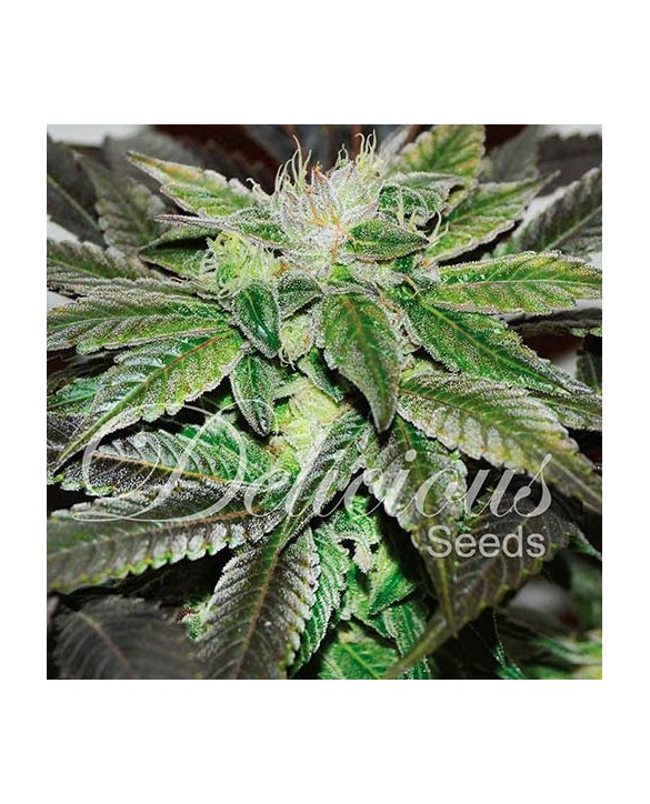 Sugar Candy | Delicious Seeds Sugar Candy | Delicious Seeds