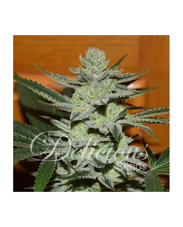 Unknown Kush | Delicious Seeds Unknown Kush | Delicious Seeds