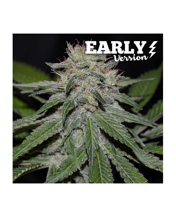 Critical Neville Haze Early Version | Delicious Seeds Critical Neville Haze Early Version | Delicious Seeds