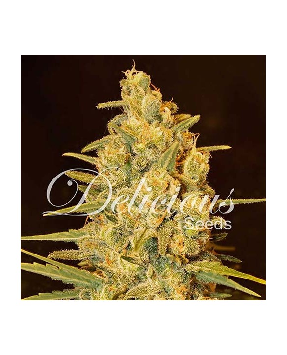 Critical Sensi Star Early Version | Delicious Seeds Critical Sensi Star Early Version | Delicious Seeds