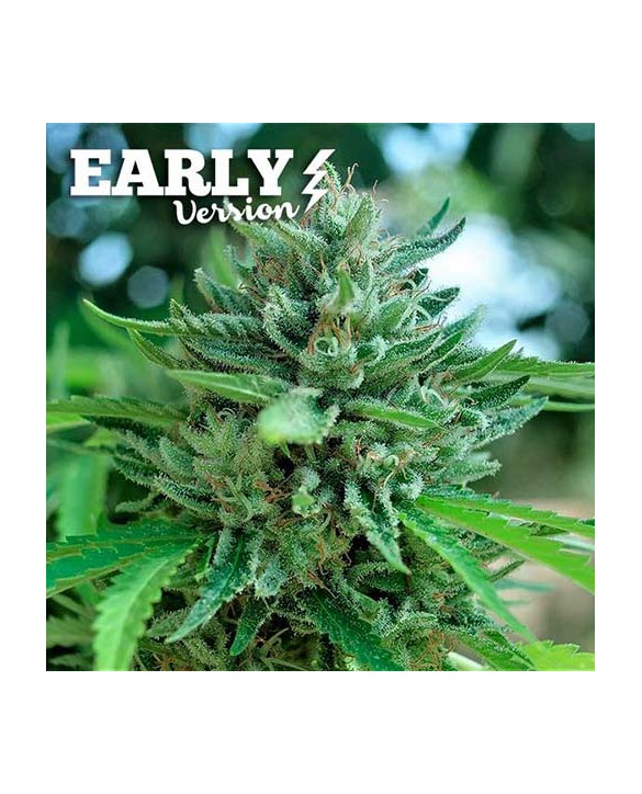 Delicious Cookies Early Version | Delicious Seeds Delicious Cookies Early Version | Delicious Seeds