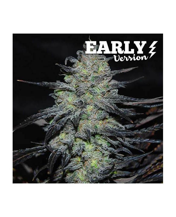 Golosa Early Version | Delicious Seeds Golosa Early Version | Delicious Seeds