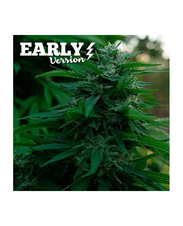 Lord Kush Early Version | Delicious Seeds Lord Kush Early Version | Delicious Seeds