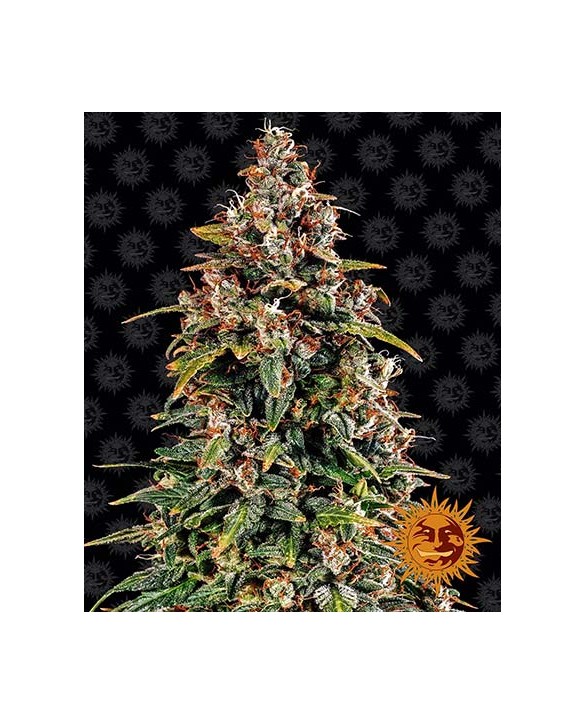 Watermelon Zkizzlez Auto | Barney's Farm Watermelon Zkizzlez Auto | Barney's Farm