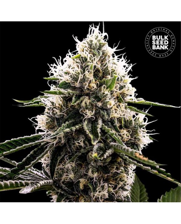 copy of Bruce Banner 5 | Bulk Seed Bank
