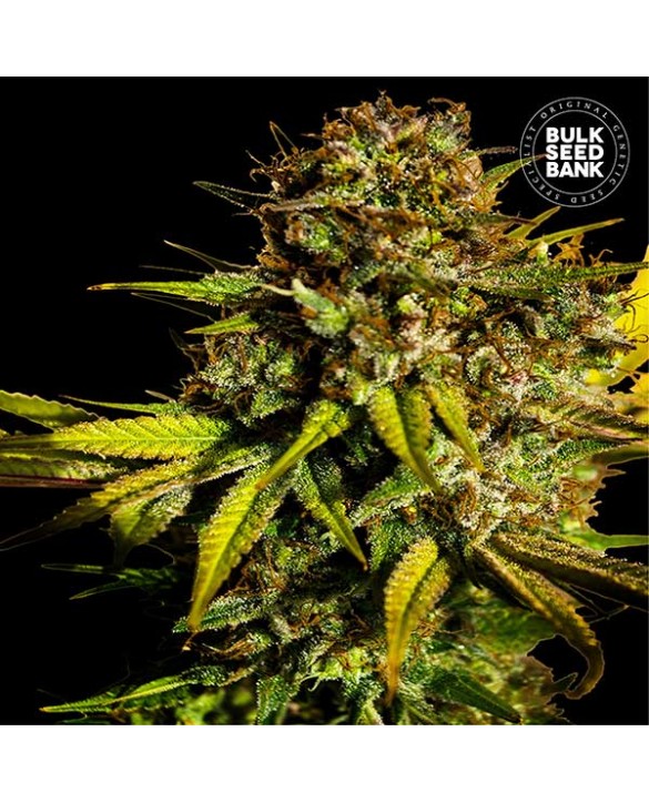 Extra Mintz | Bulk Seed Bank