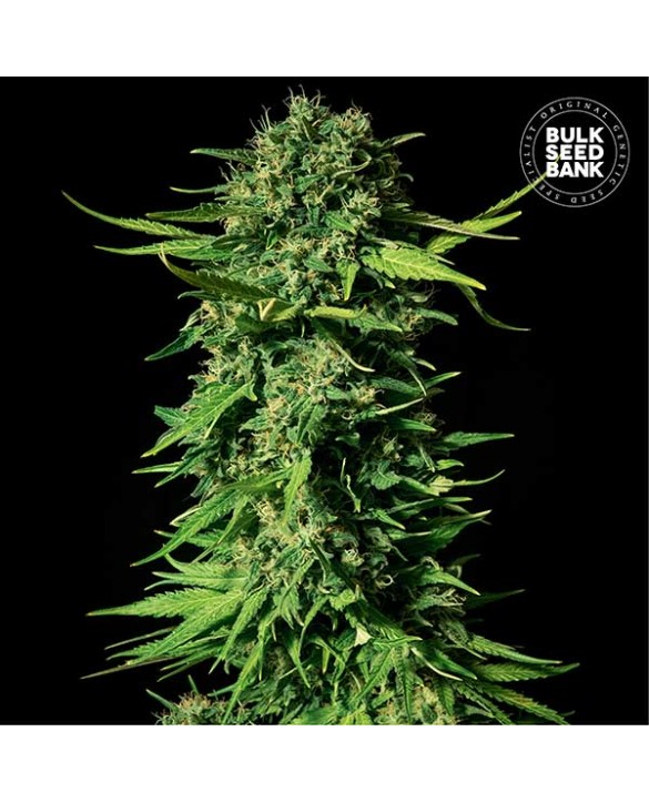 copy of Bruce Banner 5 | Bulk Seed Bank