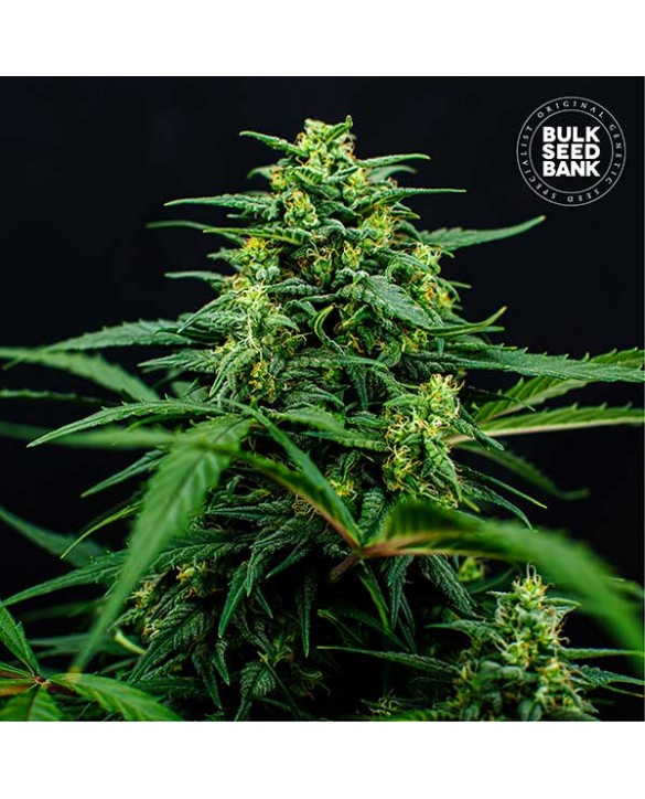 copy of Bruce Banner 5 | Bulk Seed Bank