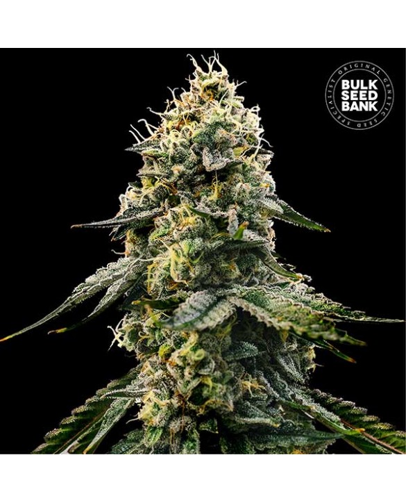 copy of Bruce Banner 5 | Bulk Seed Bank