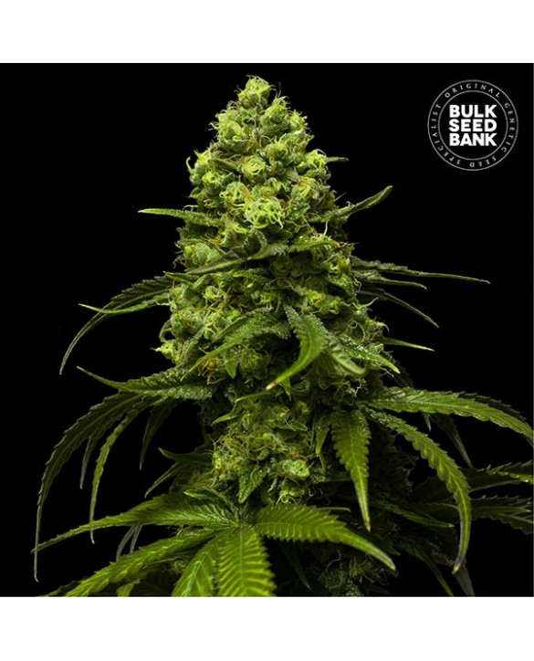Strawberry Ferry | Bulk Seed Bank Strawberry Ferry | Bulk Seed Bank