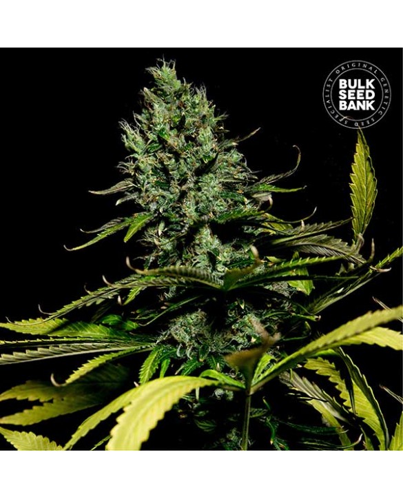 copy of Bruce Banner 5 | Bulk Seed Bank